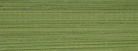 BAMBOO 4139
